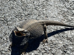 Pogona barbata