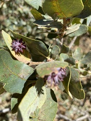 Cynips quercusechinus