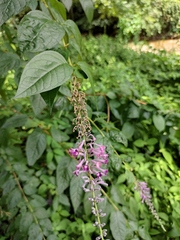 Buddleja lindleyana