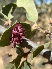 Cynips quercusechinus