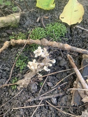 Sebacina schweinitzii