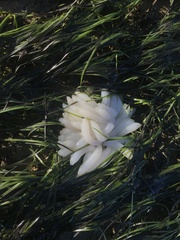 Sepioteuthis australis