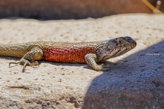 Liolaemus nitidus