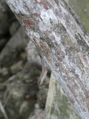 Anolis cupreus