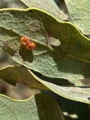 Andricus parmula