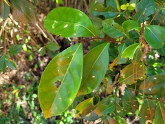 Glochidion rubrum