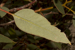 Eucalyptus angulosa