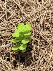 Sedum emarginatum