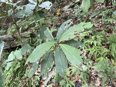 Ardisia sieboldii