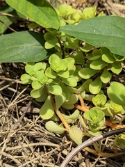 Sedum emarginatum