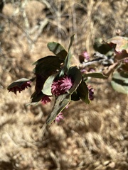 Cynips quercusechinus