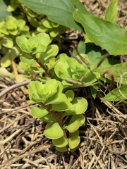 Sedum emarginatum