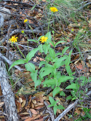 Lasianthaea podocephala