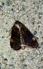 Pseudohermonassa bicarnea