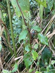 Achyranthes japonica