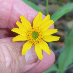 Lasianthaea podocephala