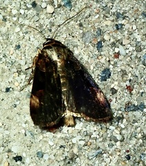 Pseudohermonassa bicarnea