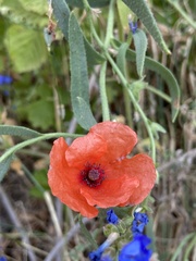 Papaver dubium