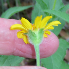 Lasianthaea podocephala