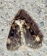 Pseudohermonassa bicarnea