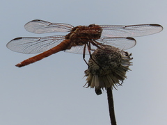 Orthemis ferruginea