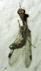 Mantispidae
