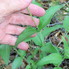 Lasianthaea podocephala