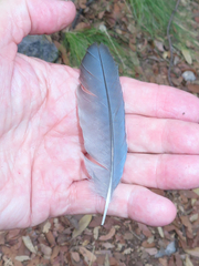 Aphelocoma wollweberi