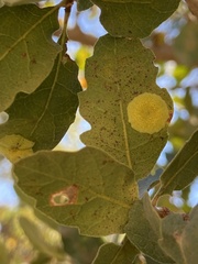 Andricus pattersonae