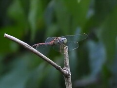 Sympetrum ambiguum
