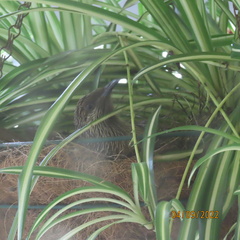 Anthochaera chrysoptera