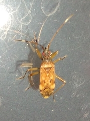 Ozophora picturata