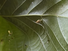 Arthropoda