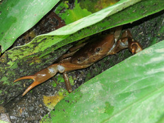 Pseudothelphusidae
