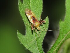 Phytocoris