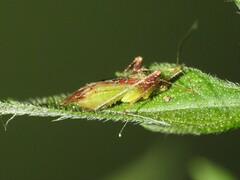 Phytocoris