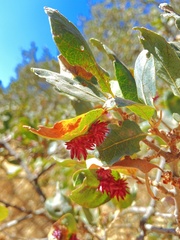 Cynips quercusechinus