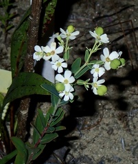 Euphorbia corollata