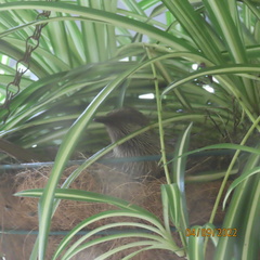 Anthochaera chrysoptera