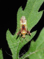 Phytocoris