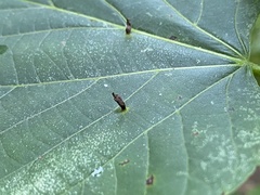 Arthropoda
