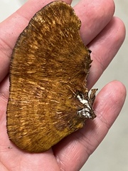 Mensularia radiata
