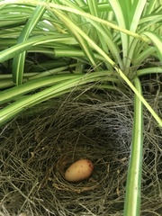 Anthochaera chrysoptera