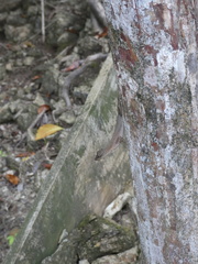 Anolis cupreus