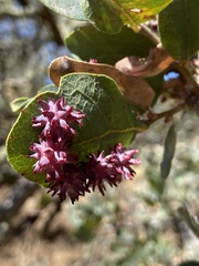 Cynips quercusechinus
