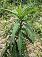 Lactuca indica