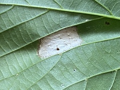 Phyllonorycter lucetiella