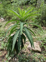 Lactuca indica