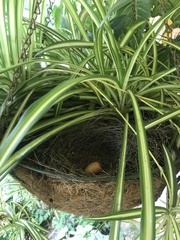 Anthochaera chrysoptera