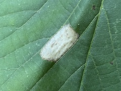 Phyllonorycter lucetiella
